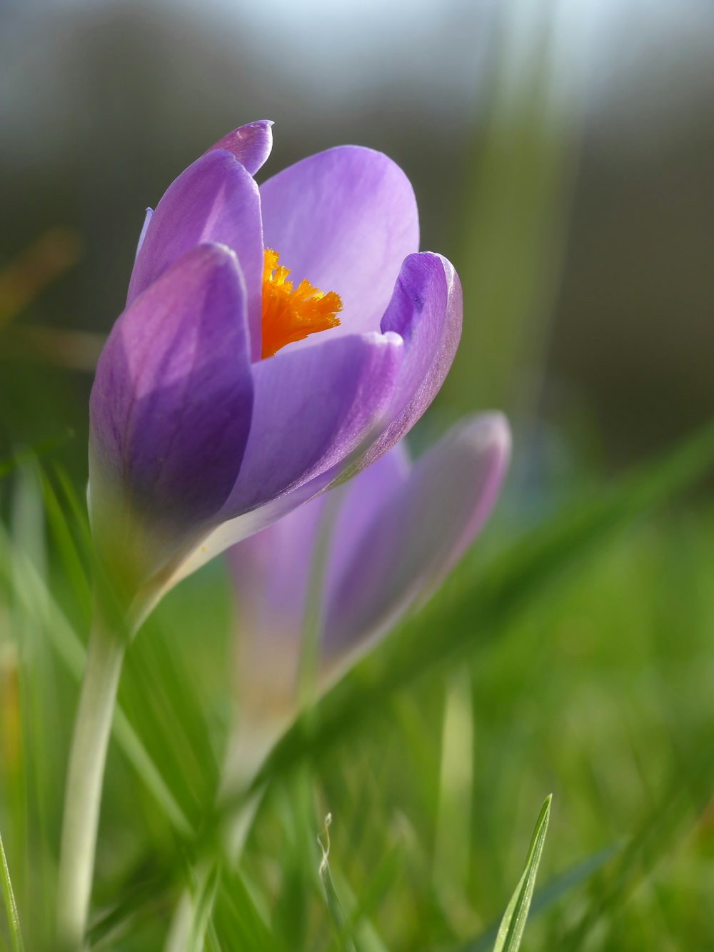 a close up of a purple flower in the grass