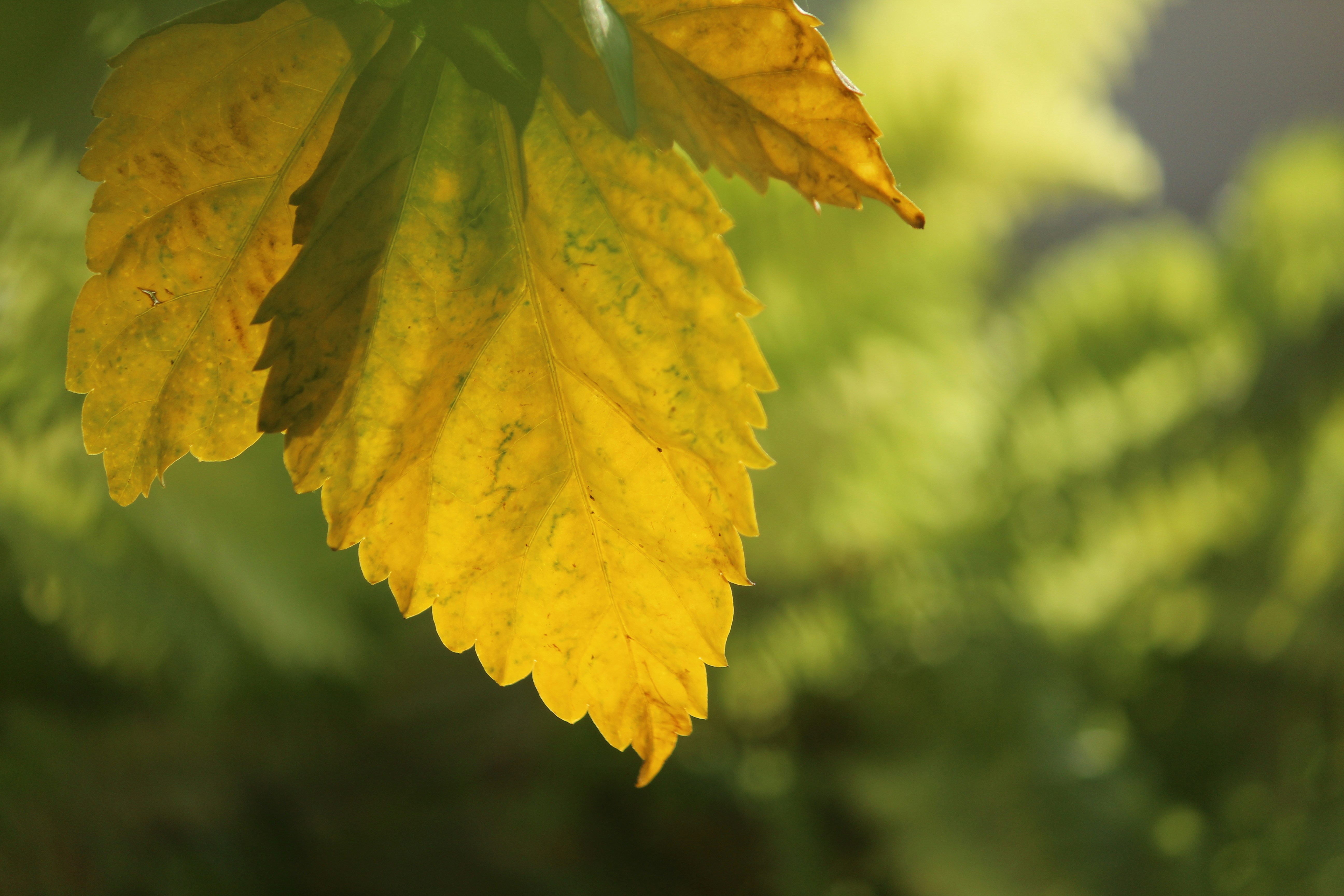 Photo by srini2srinivas