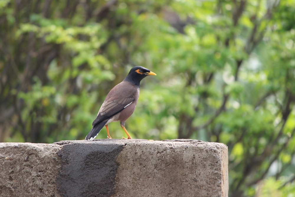 a bird sitting on top of a cement block