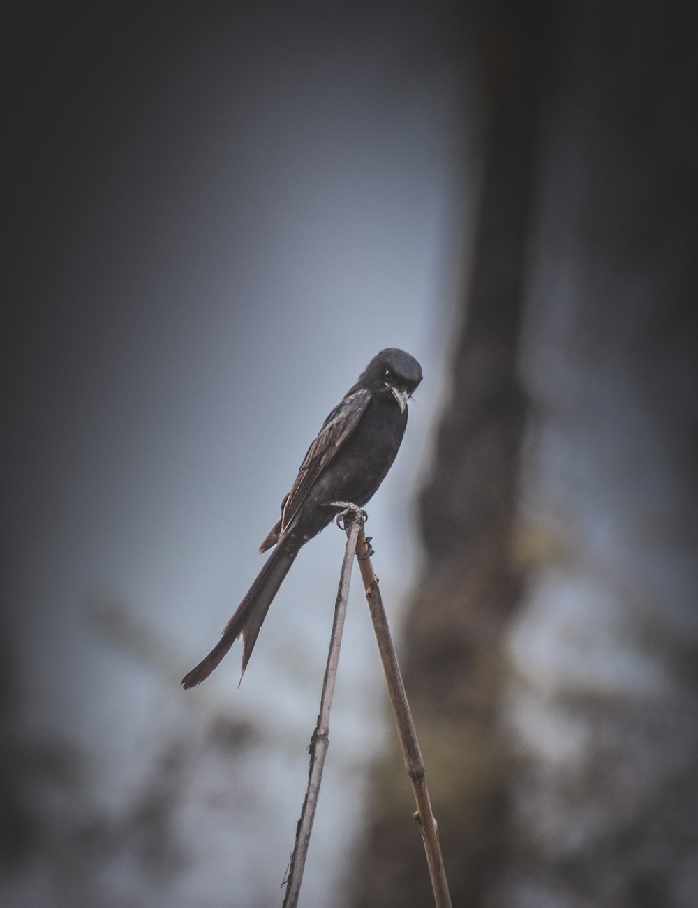 a small bird perched on top of a wooden stick