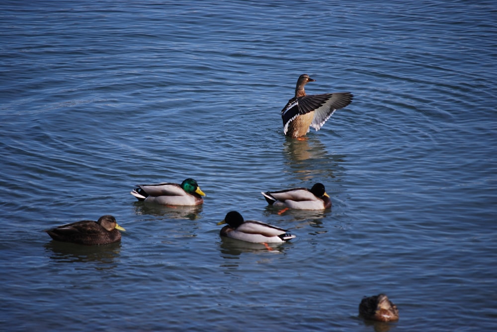 a flock of ducks floating on top of a lake