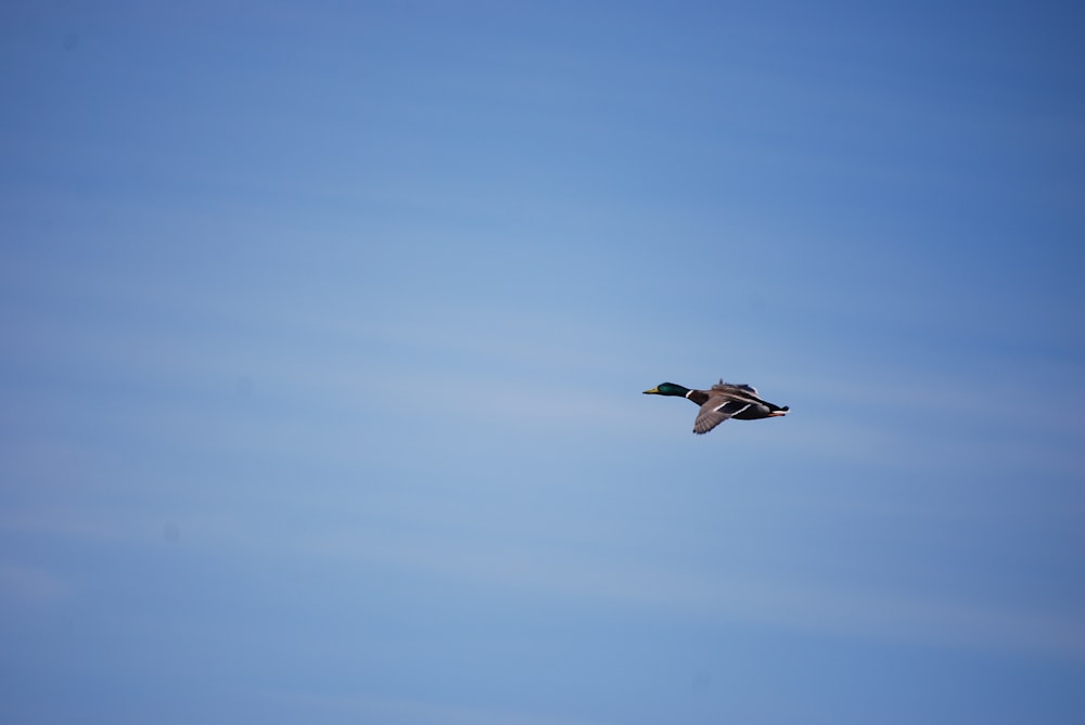 a large bird flying through a blue sky