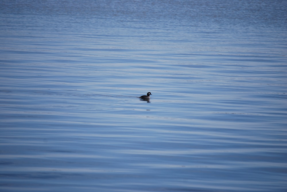 a duck floating on top of a body of water