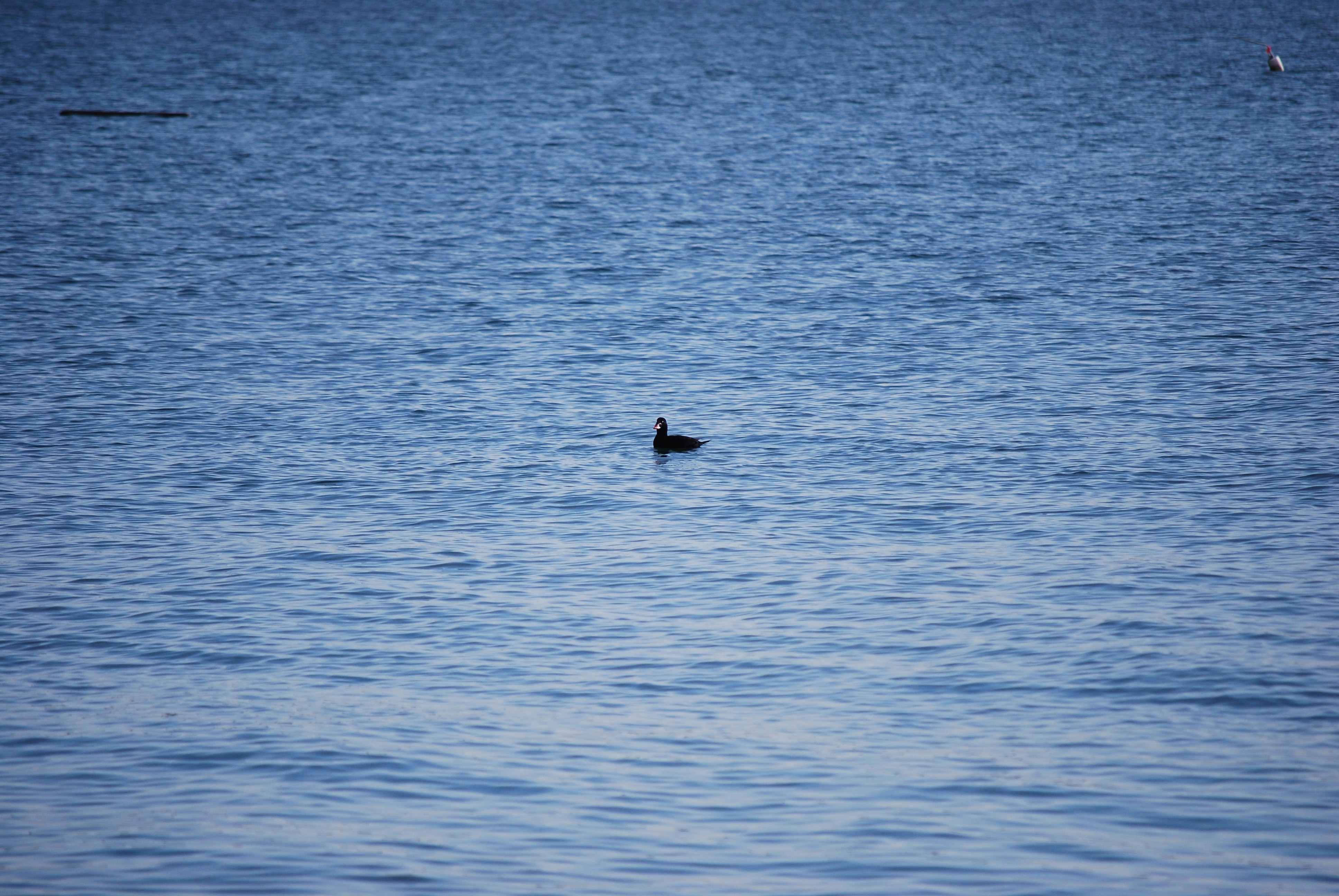Surf Scoter Surveys the Surface between Dives