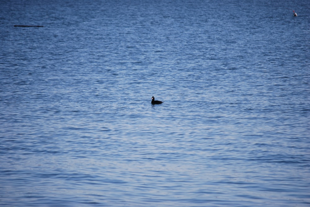 a duck swimming in a large body of water