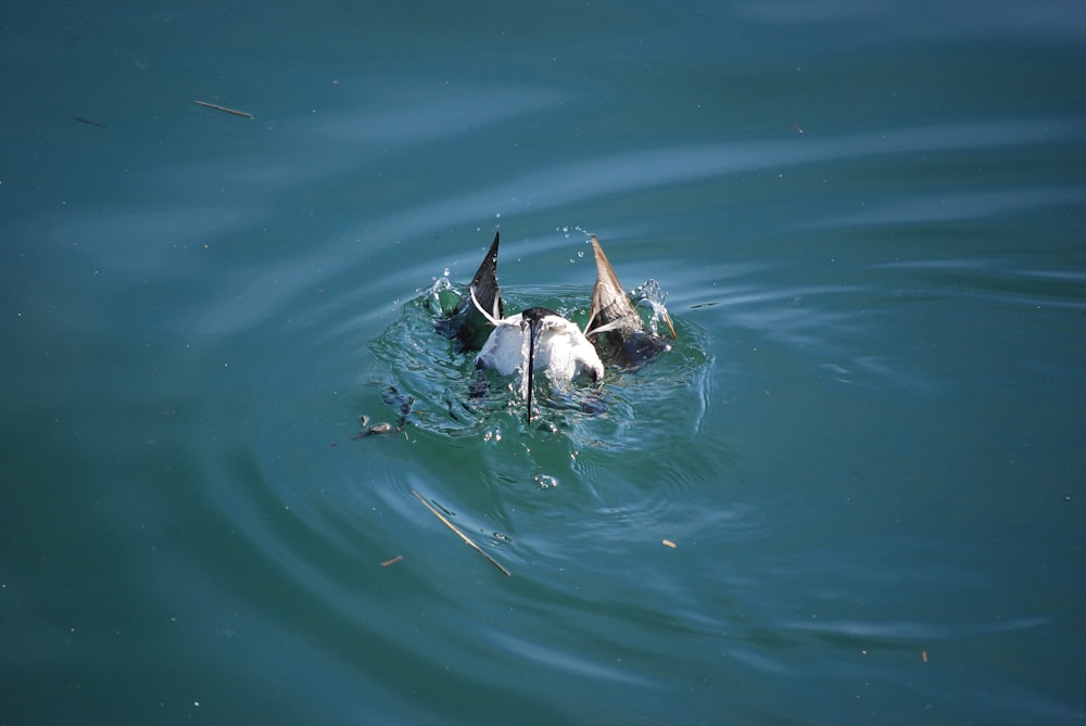 Una coppia di uccelli che nuotano in cima a uno specchio d'acqua