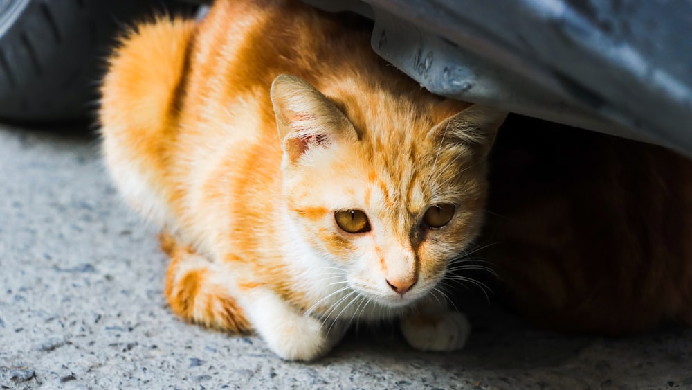 an orange cat is hiding under a car