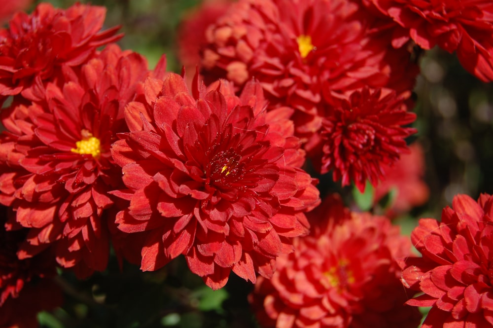 a close up of a bunch of red flowers