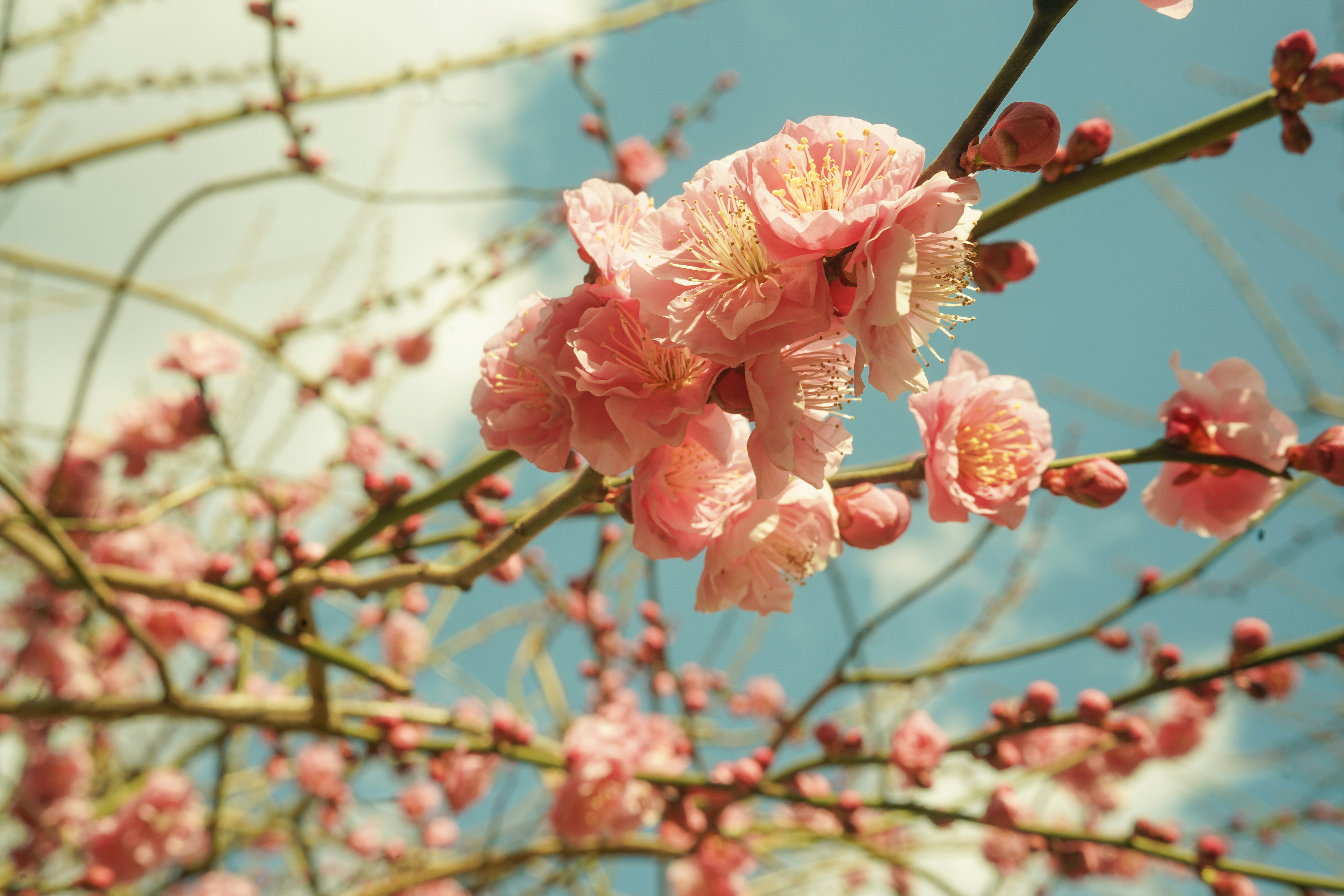 Spring By China Mama Menu