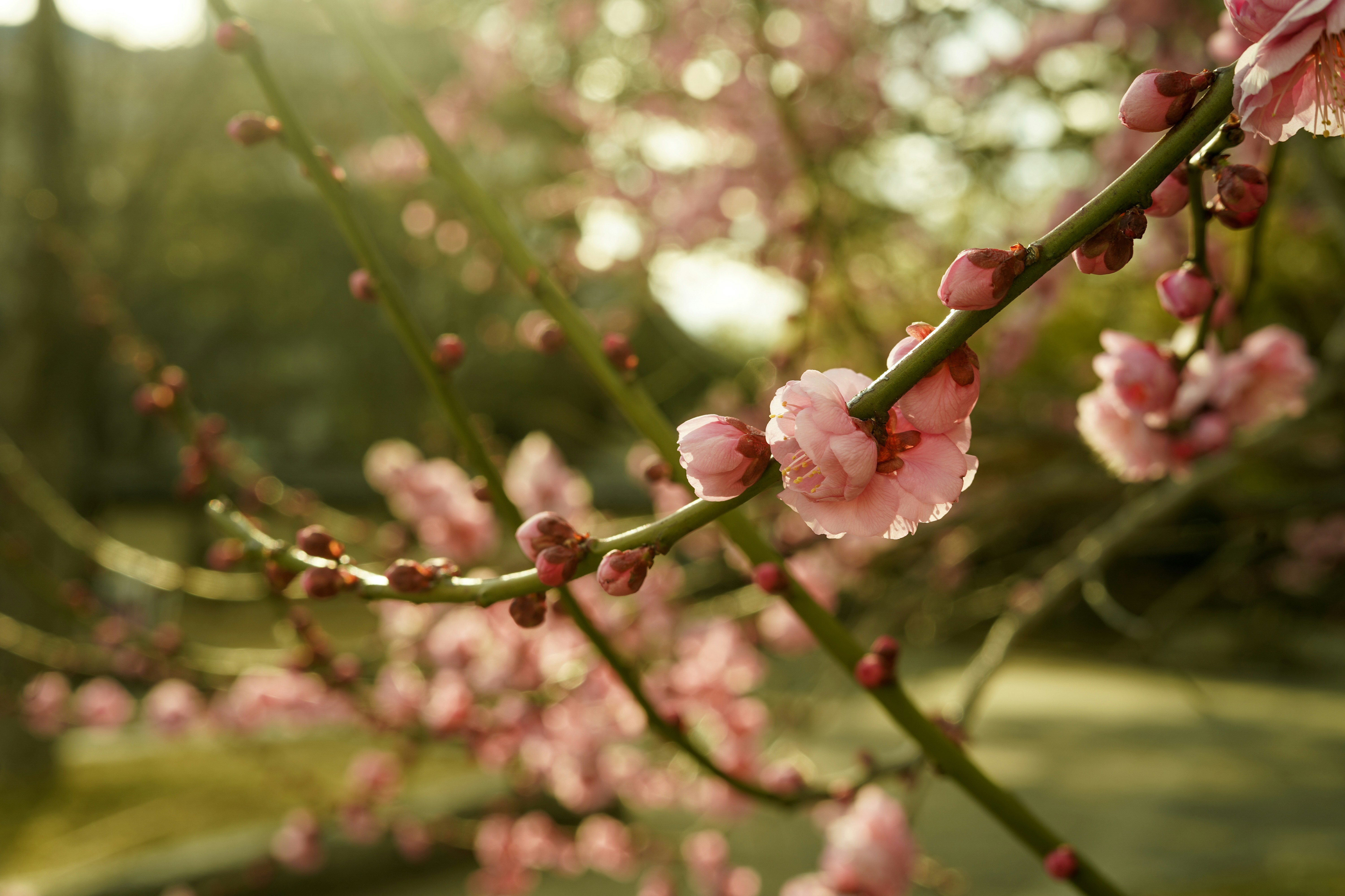 pink flowers are blooming on a tree branch