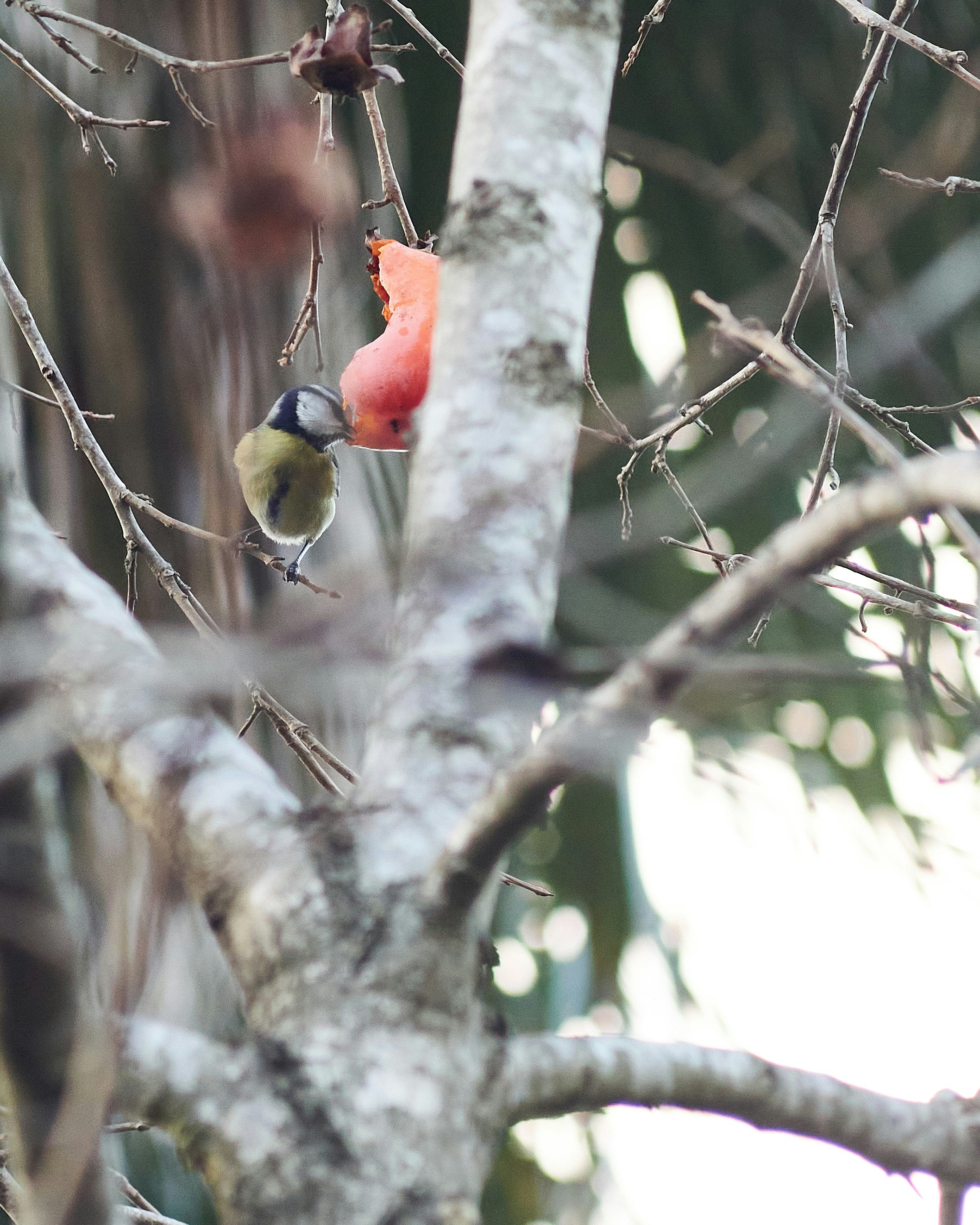 a couple of birds perched on top of a tree