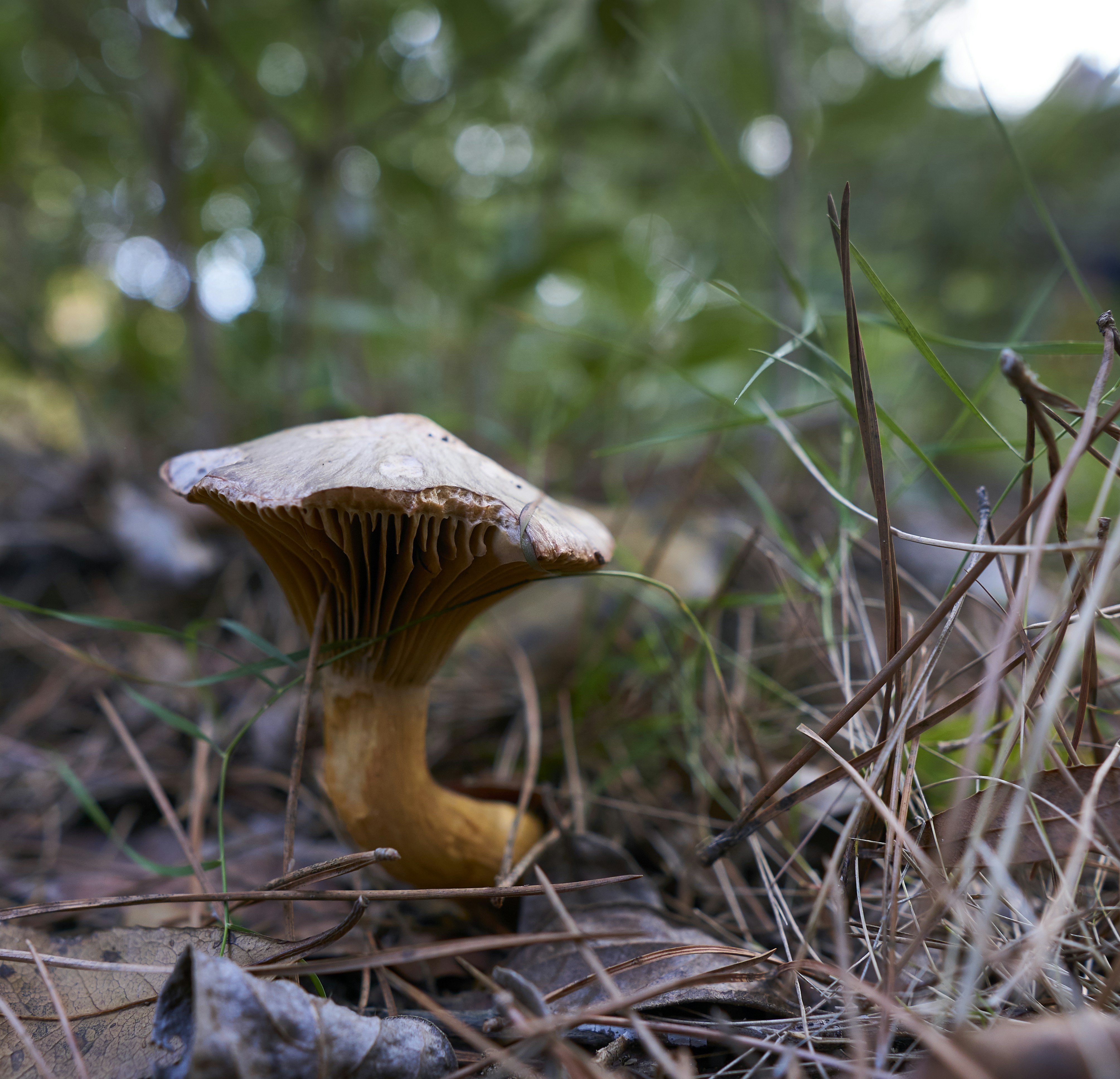 a mushroom sitting on the ground in the woods