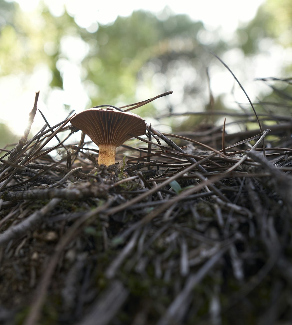 a mushroom sitting on top of a pile of twigs