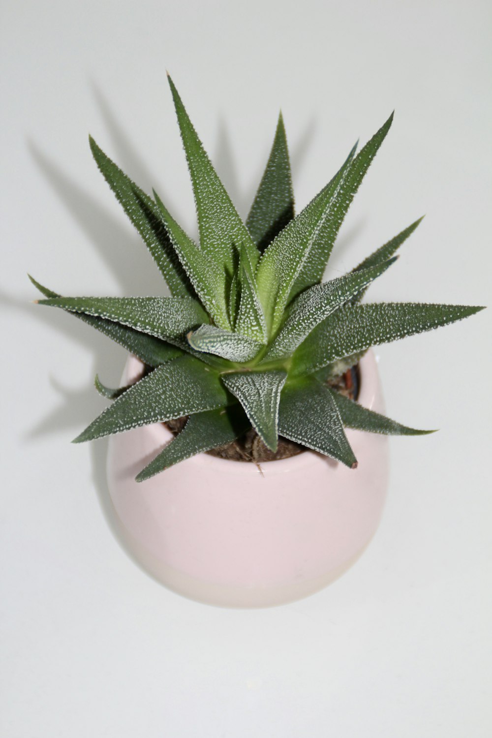 una planta en una maceta rosa sobre una superficie blanca