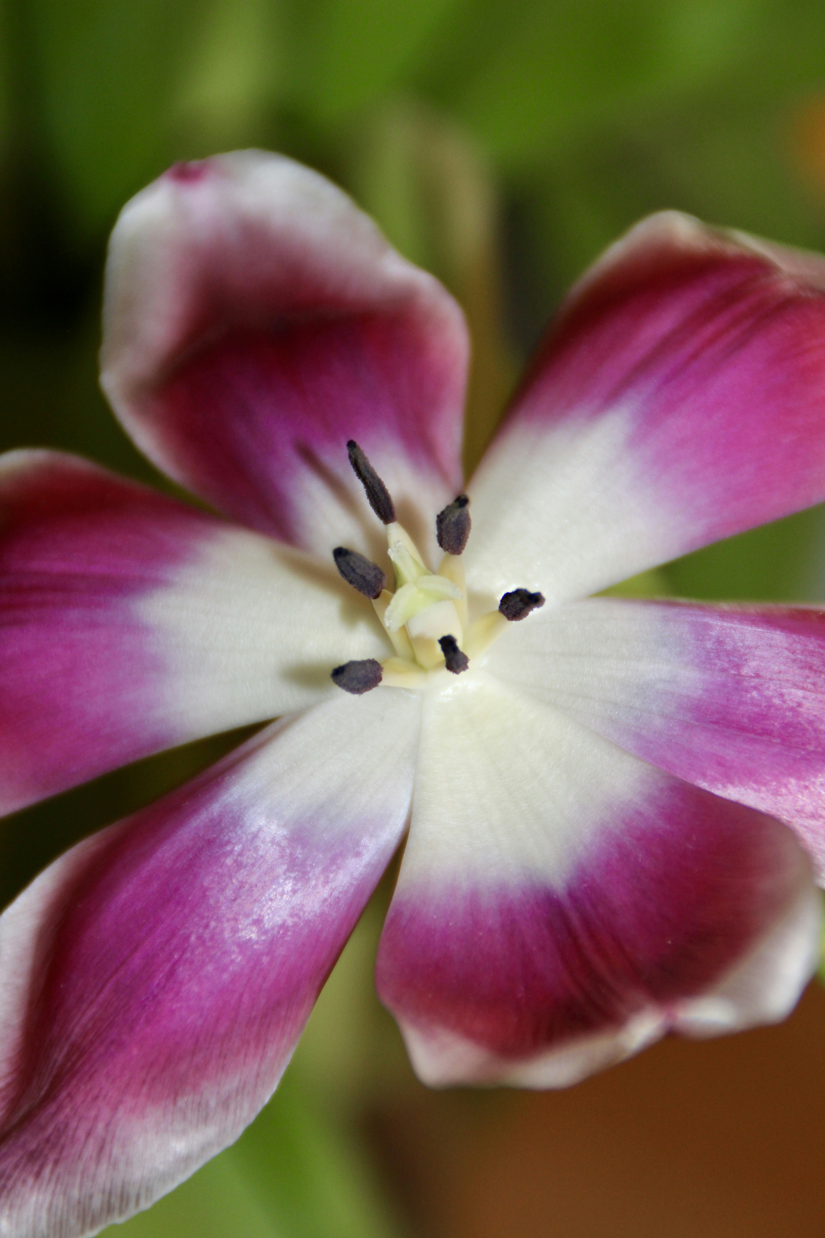 a close up of a pink and white flower