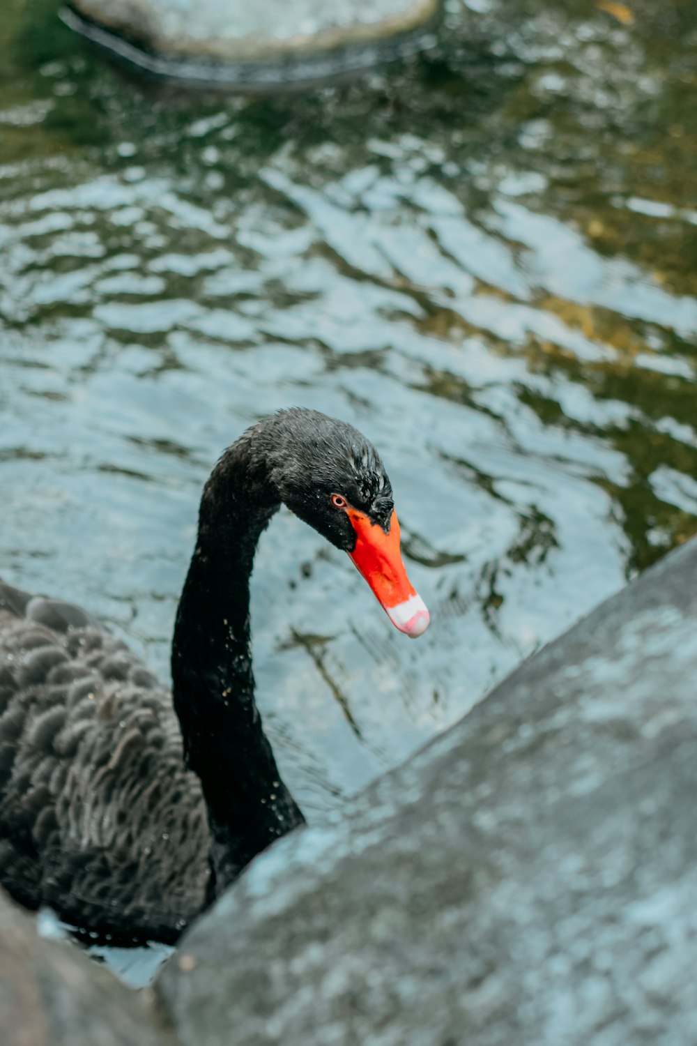 a black swan is swimming in the water