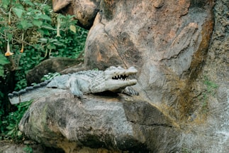 A crocodile lays motionless with its mouth open, resting on a large rock. The surroundings include lush green foliage and textured rocky surfaces. The scene appears to be in a naturalistic setting, possibly a zoo or a wildlife exhibit.