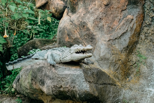 A crocodile lays motionless with its mouth open, resting on a large rock. The surroundings include lush green foliage and textured rocky surfaces. The scene appears to be in a naturalistic setting, possibly a zoo or a wildlife exhibit.