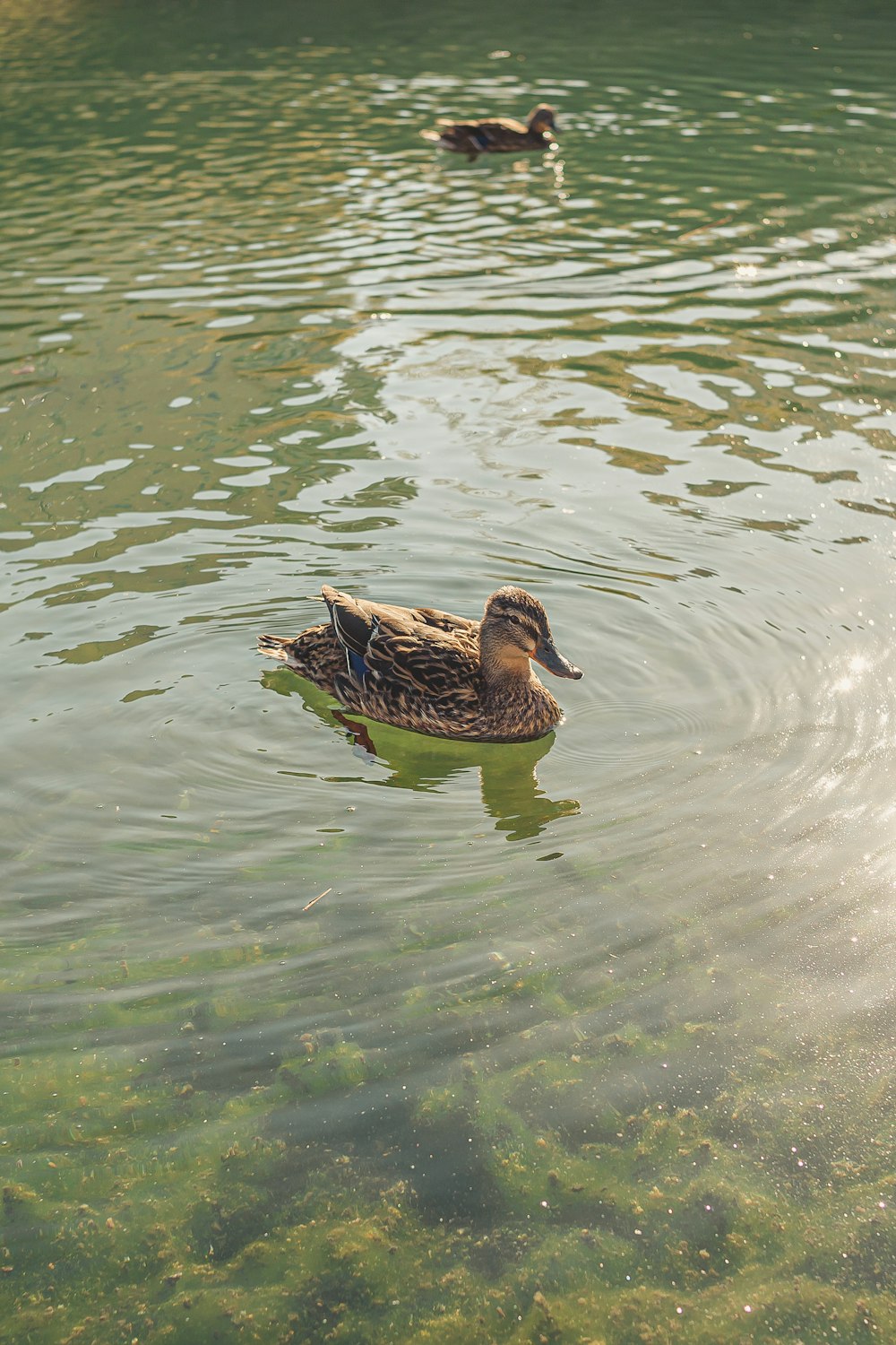 a duck is swimming in the water near another duck