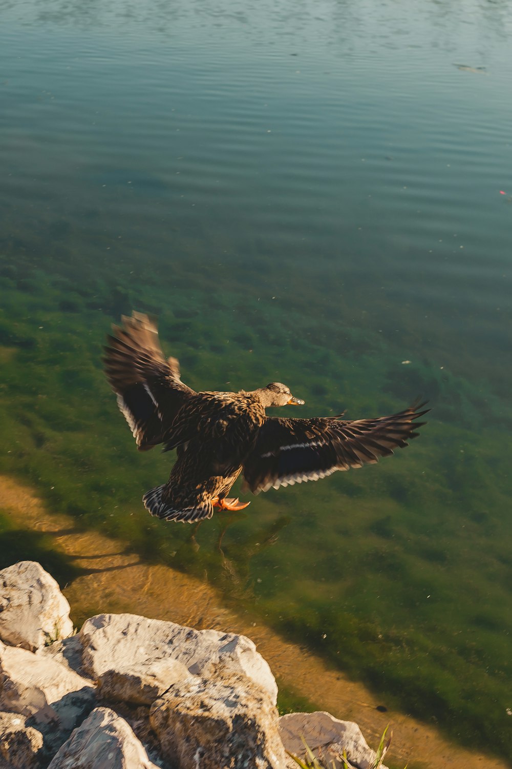 a large bird flying over a body of water