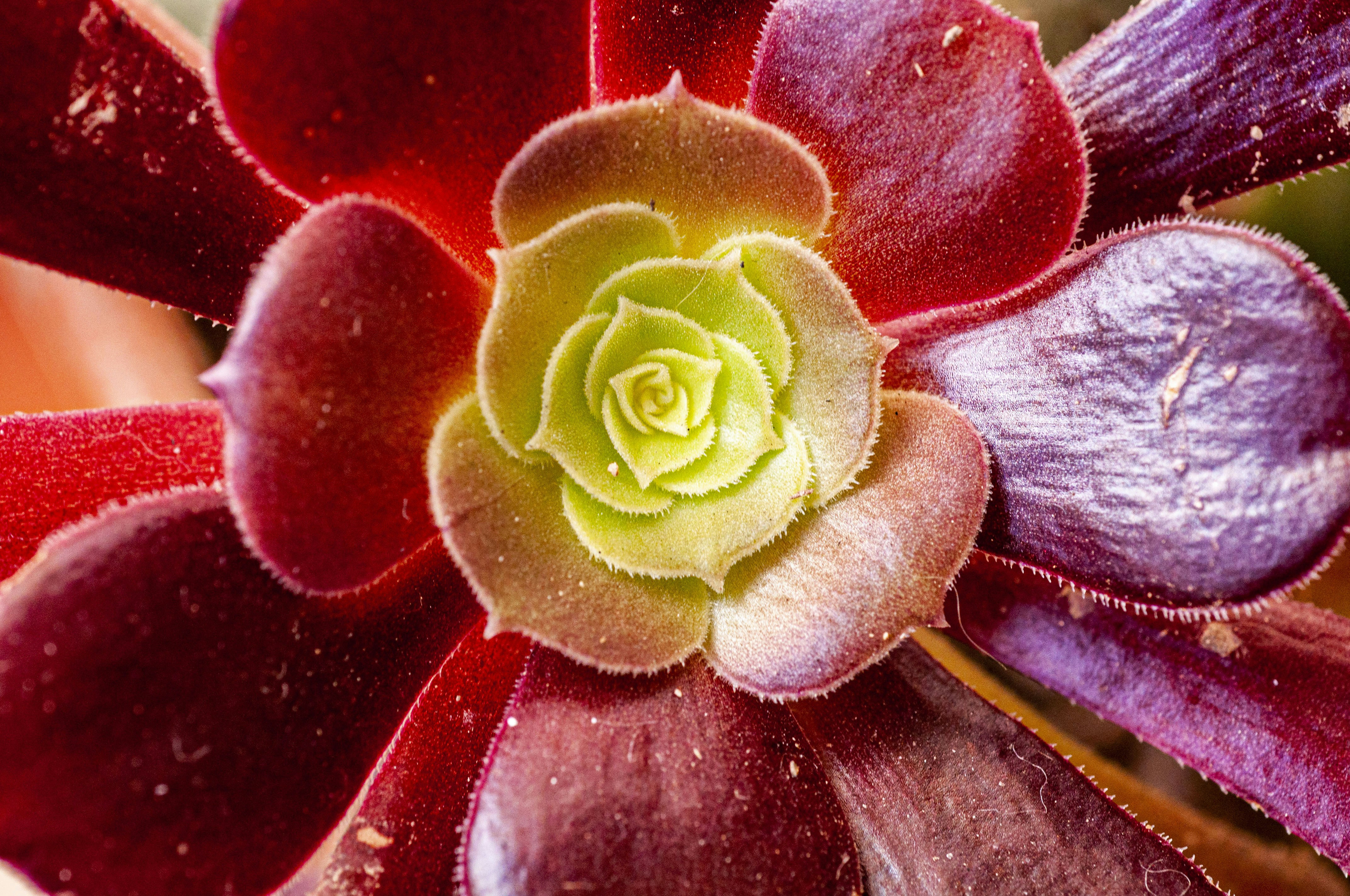 a close up of a red and yellow flower
