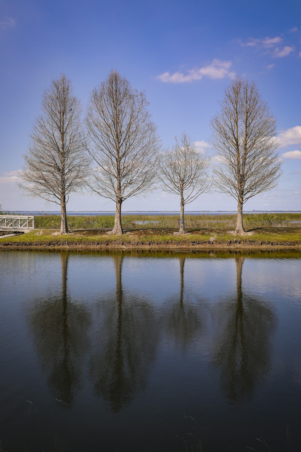 a group of trees sitting next to a body of water