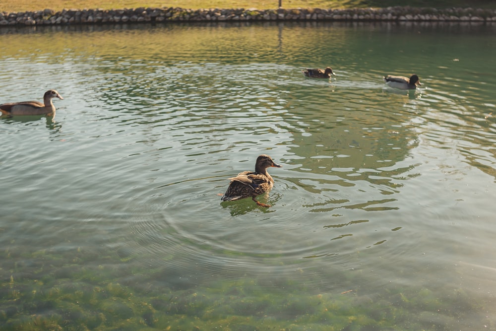 a group of ducks swimming in a pond