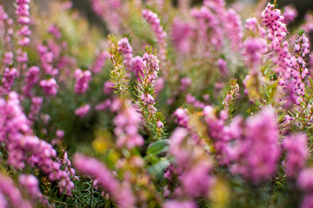 a bunch of purple flowers that are in the grass