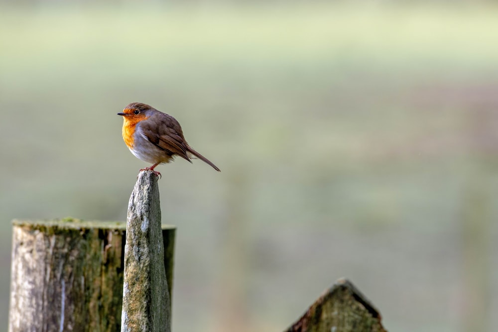 a small bird sitting on top of a wooden post