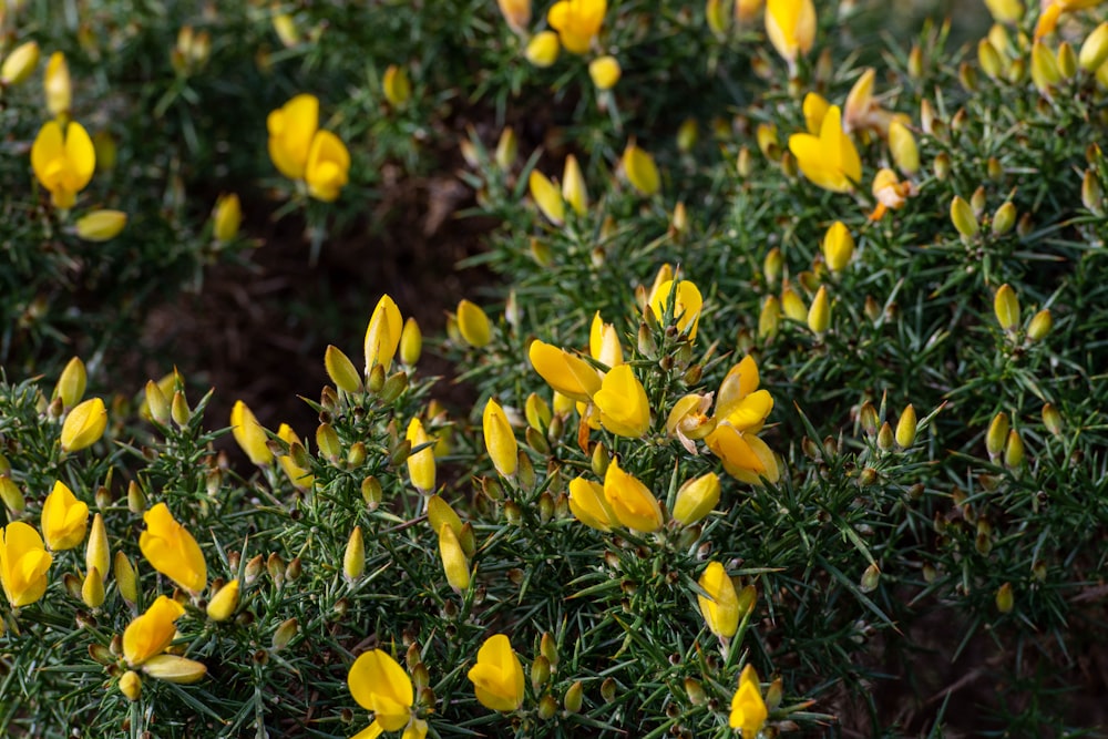 a bush of yellow flowers with green leaves