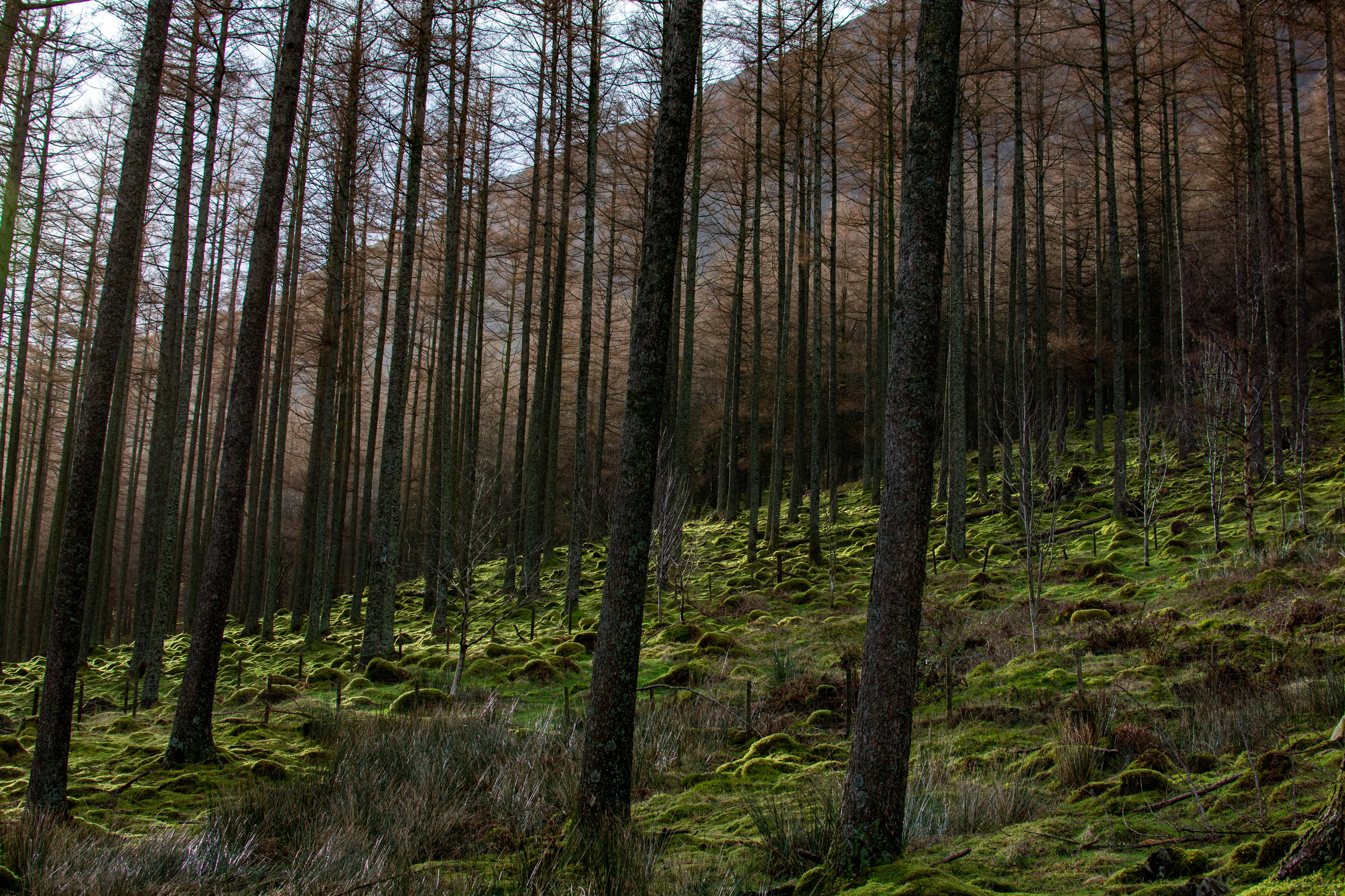 Ein Wald mit vielen hohen Bäumen
