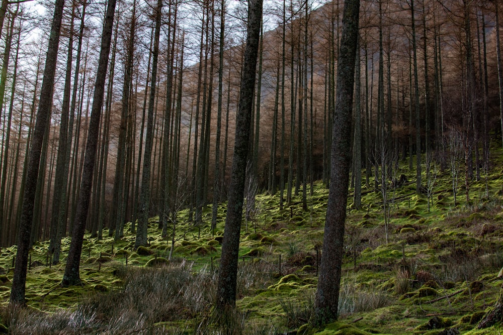 uma floresta cheia de muitas árvores altas