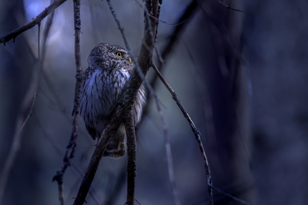 an owl sitting on a branch in a tree