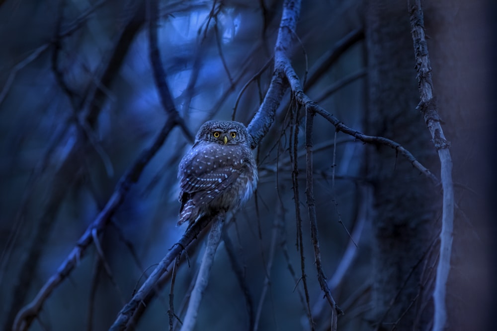 an owl is sitting on a tree branch