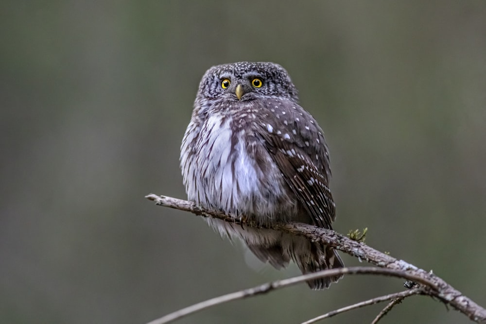 a close up of a small owl sitting on a branch