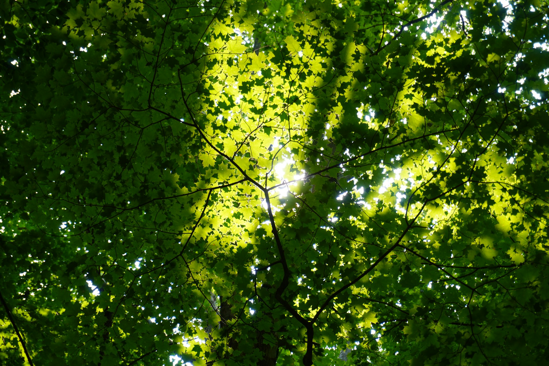 the sun shining through the leaves of a tree
