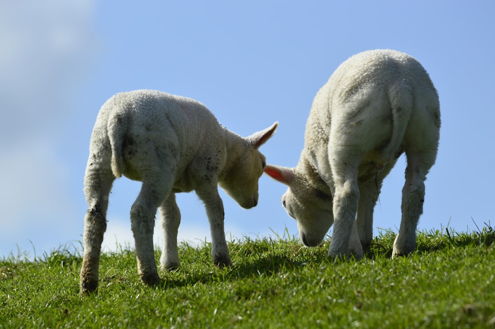 a couple of sheep standing on top of a lush green field