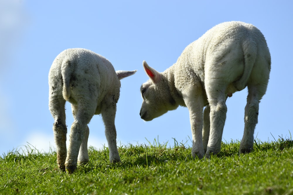 a couple of sheep standing on top of a lush green field