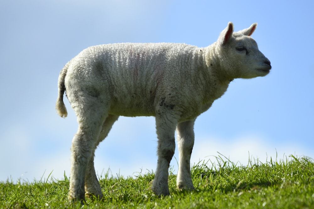 a white sheep standing on top of a lush green field