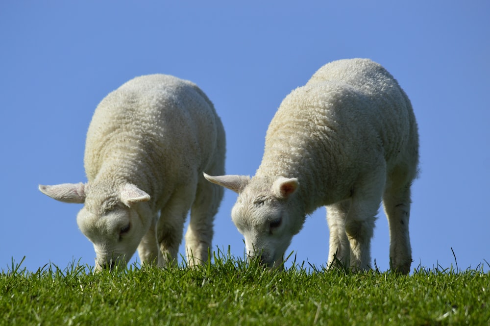 two white sheep grazing on a lush green field