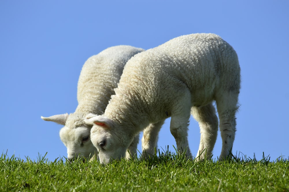 two white sheep grazing on a lush green field