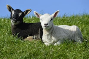 Young Lambs