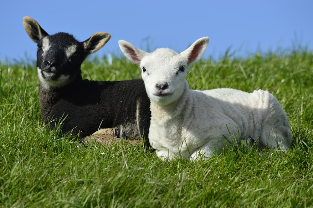 a couple of sheep laying on top of a lush green field