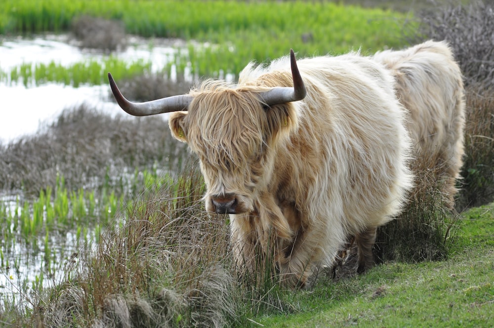 a long - haired cow with large horns is walking through the grass
