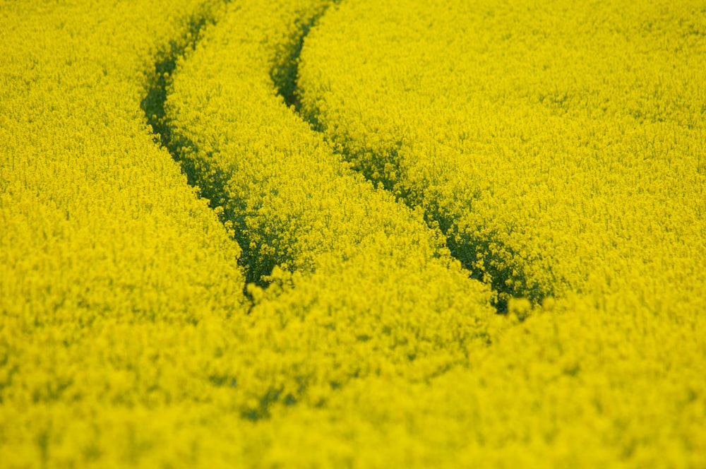 a tire track in a field of yellow flowers