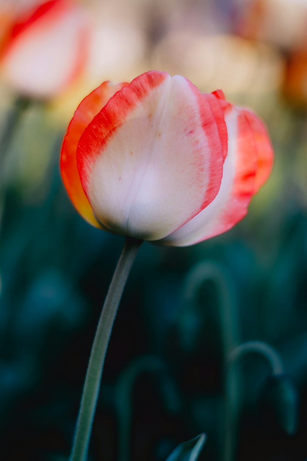 a single red and white tulip in a garden
