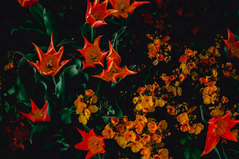 a bunch of red and yellow flowers on a black background