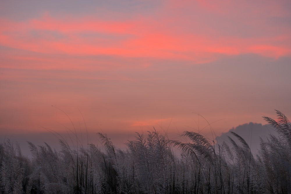 a field of tall grass with a pink sky in the background