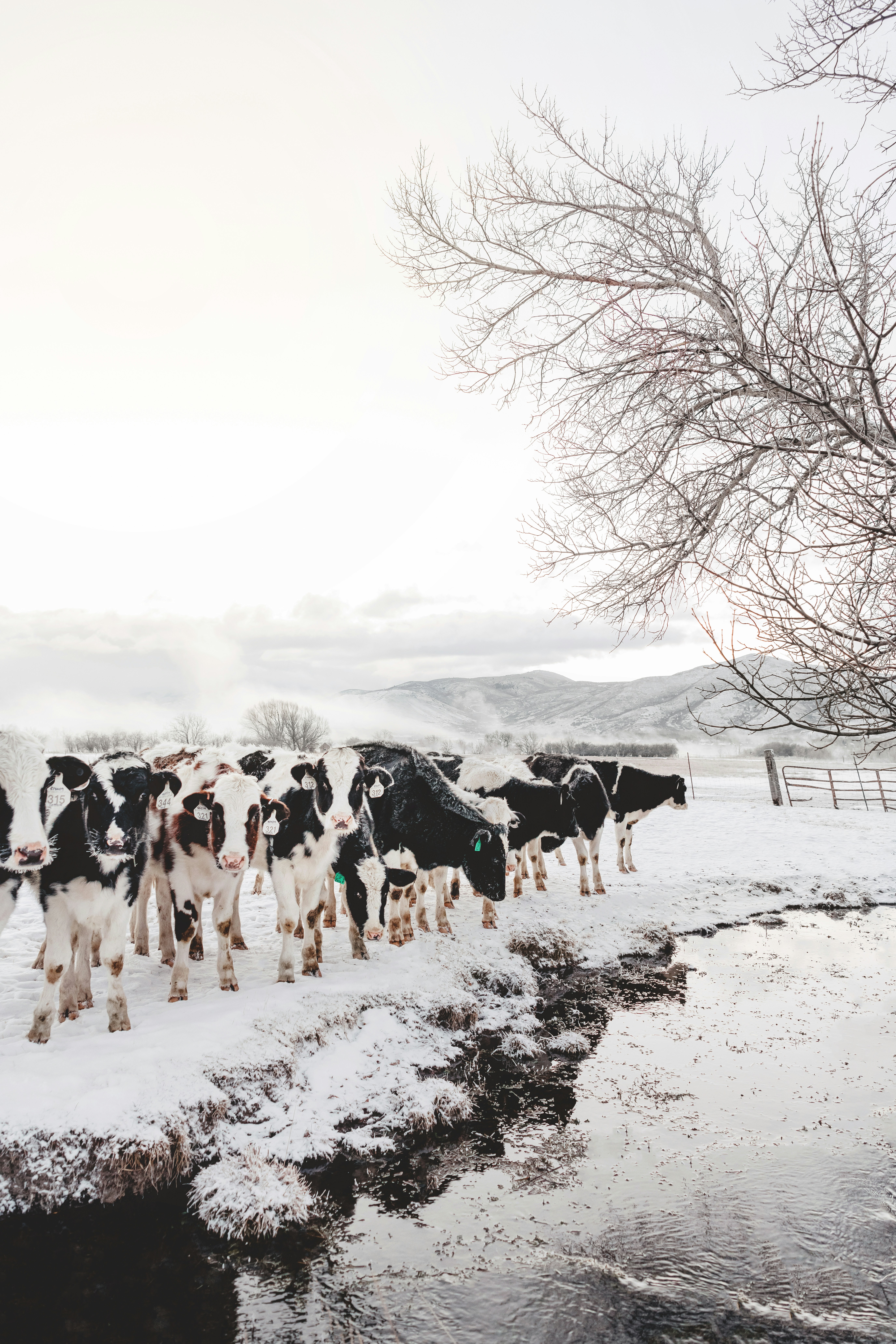a herd of cows walking across a snow covered field
