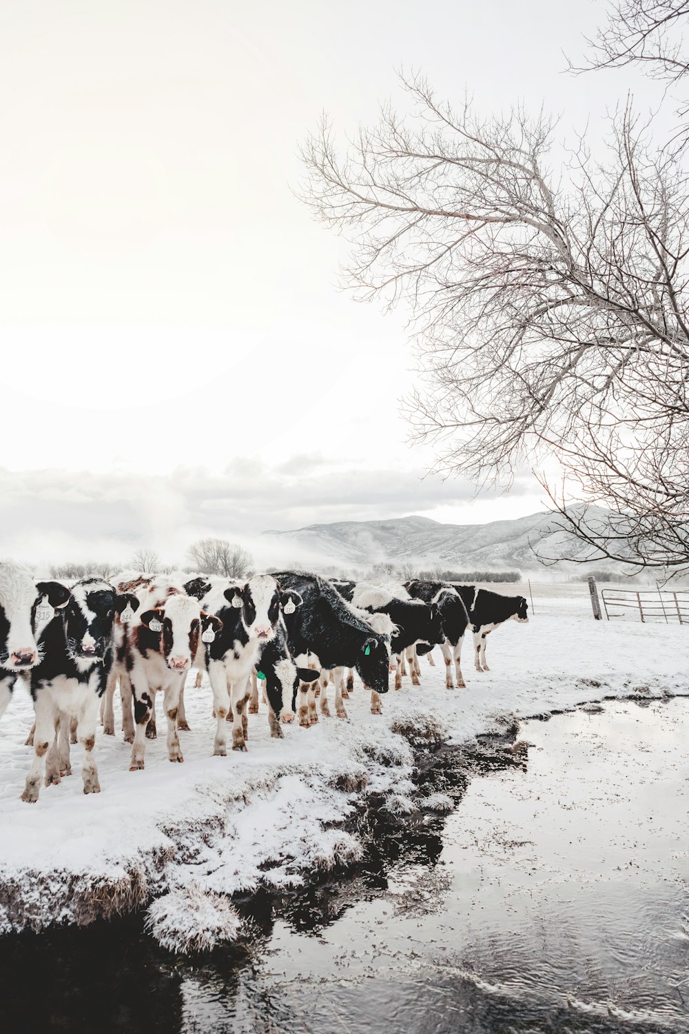 um rebanho de vacas caminhando através de um campo coberto de neve
